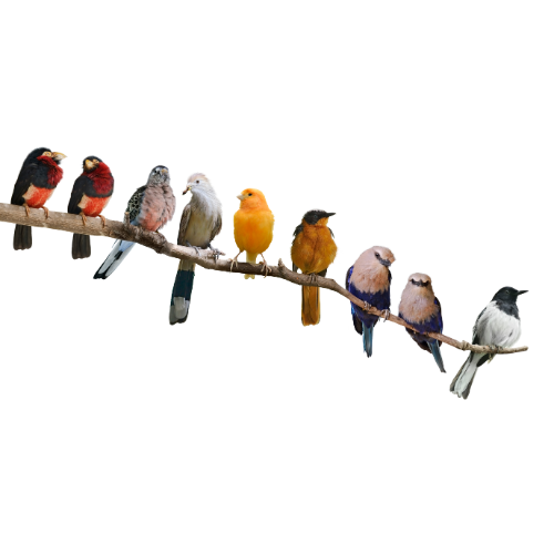 Vogels