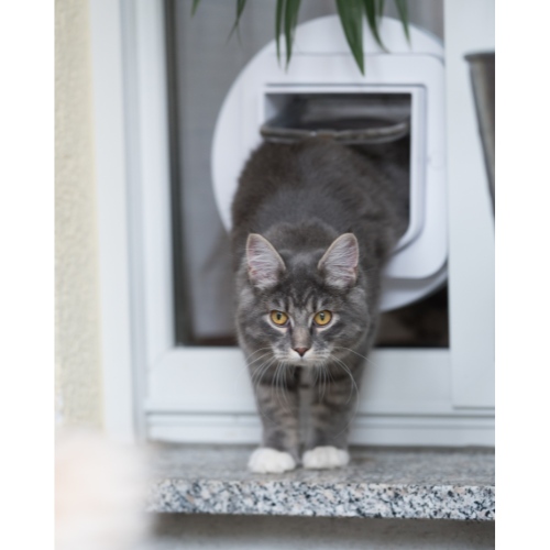 Kattenluiken & Accessoires