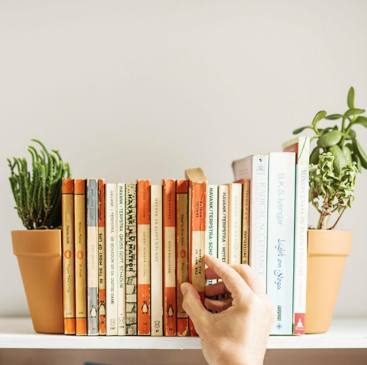 Meubels, Boekenkast, Plant, Meubels, Boekenkast, Plant