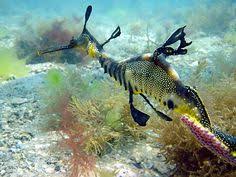 Notes from a (Sea)Dragon Writer boek
