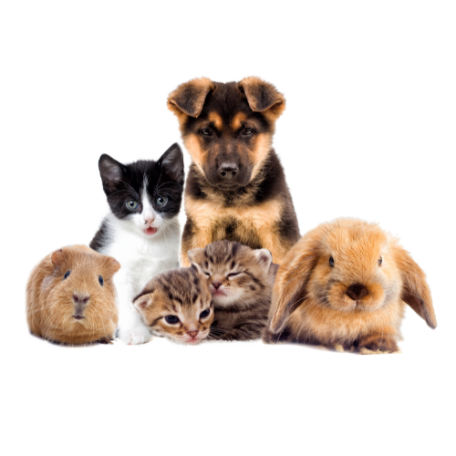 Dieren