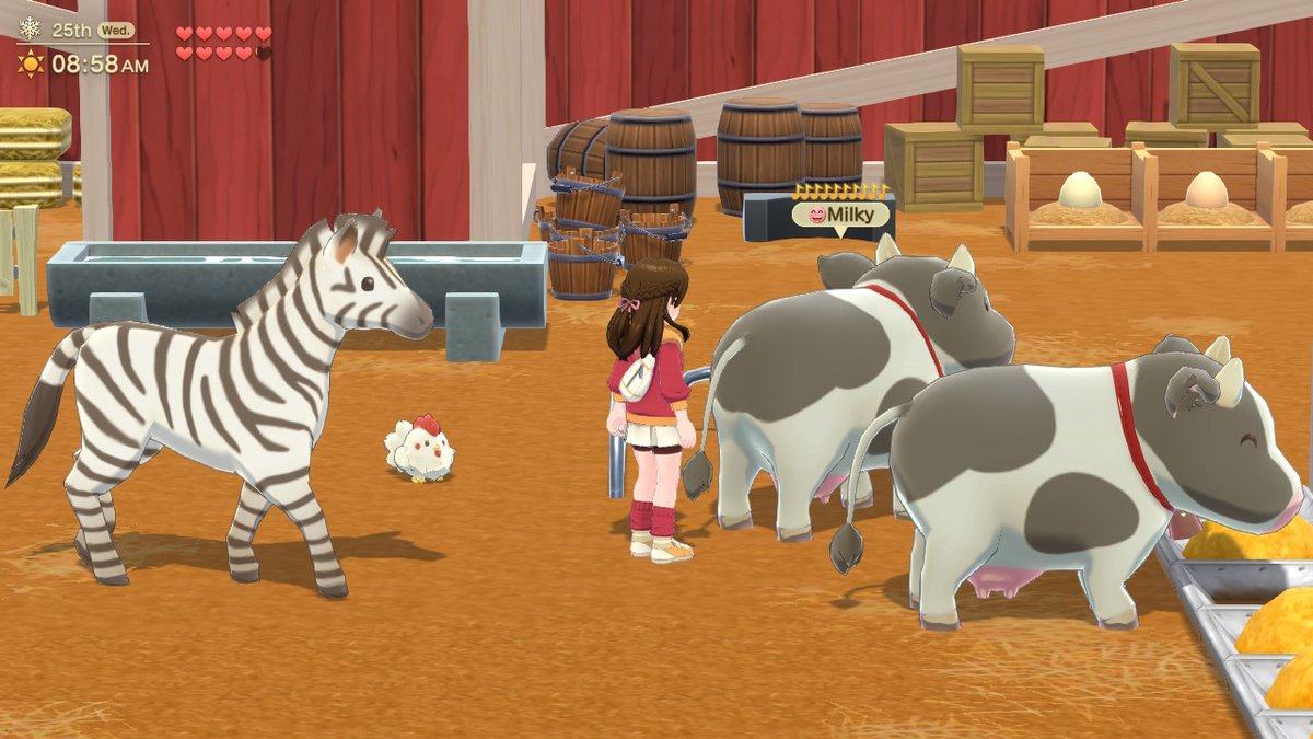 Dier, Zoogdier, Wilde dieren, Zebra, Persoon