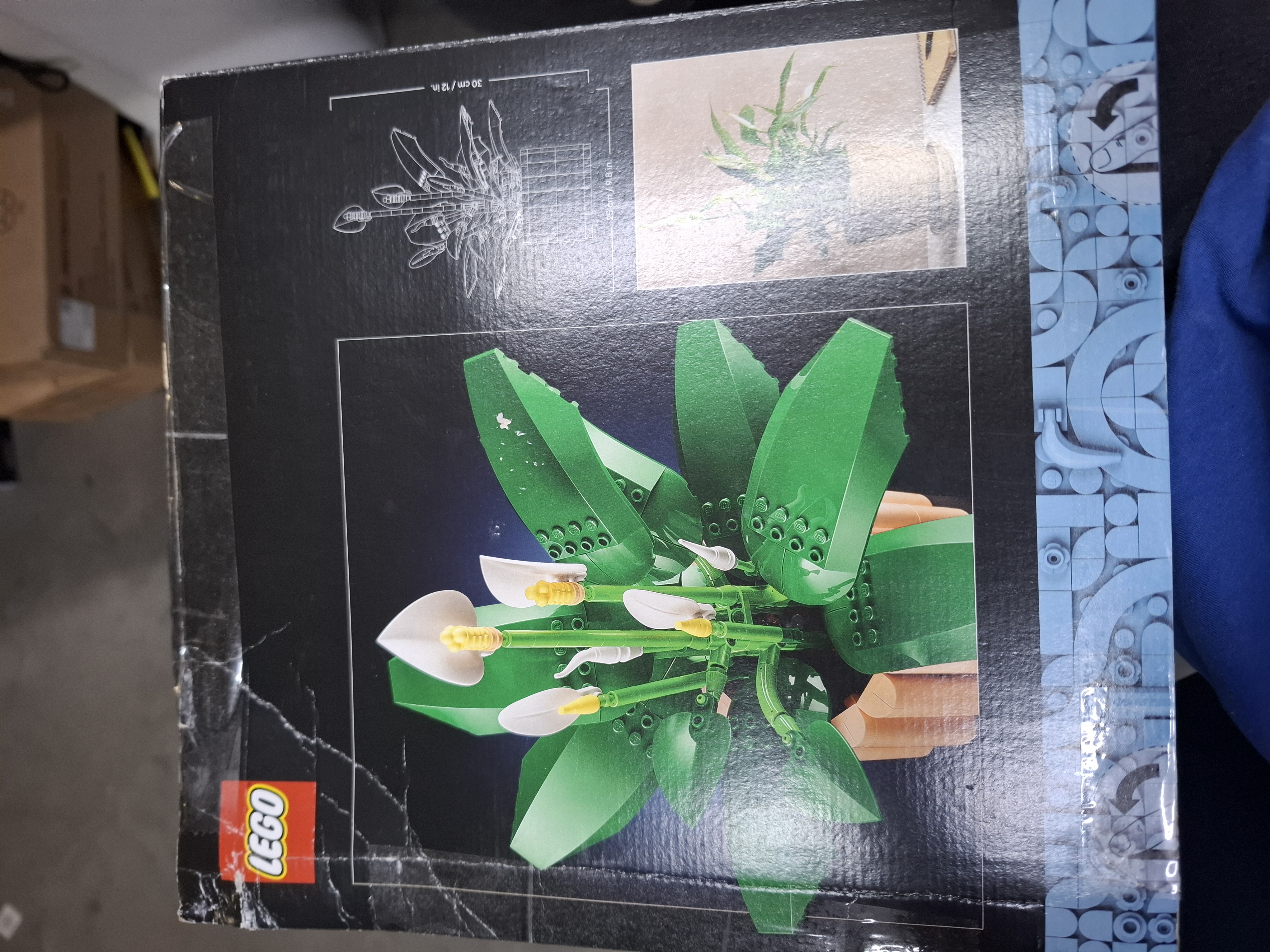 LEGO Botanicals Lepelplant - Bloemen Decoratie Bouwpakket voor Volwassenen - 11504