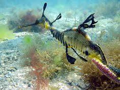 Notes from a (Sea)Dragon Writer boek