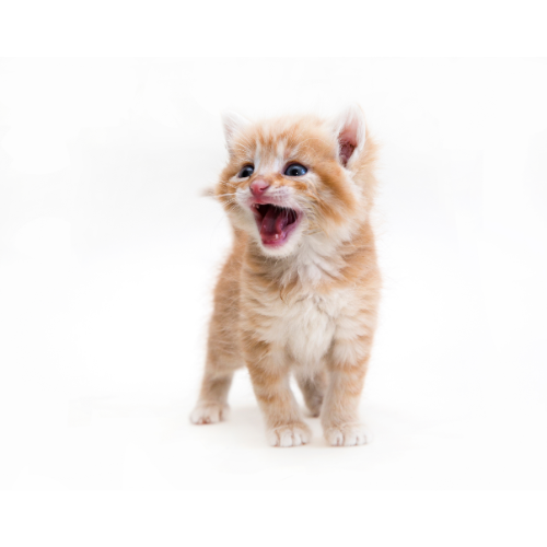 Katten