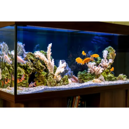 Aquarium, Zeeleven, Water, Aquatisch, Zee