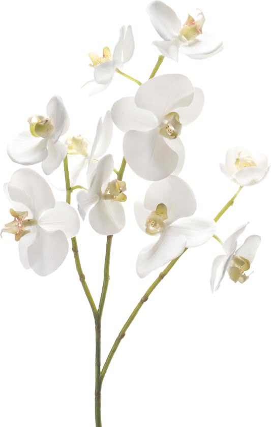 Emerald - Phalaenopsistak - Orchidee - Kunstbloem - 60 cm - Wit