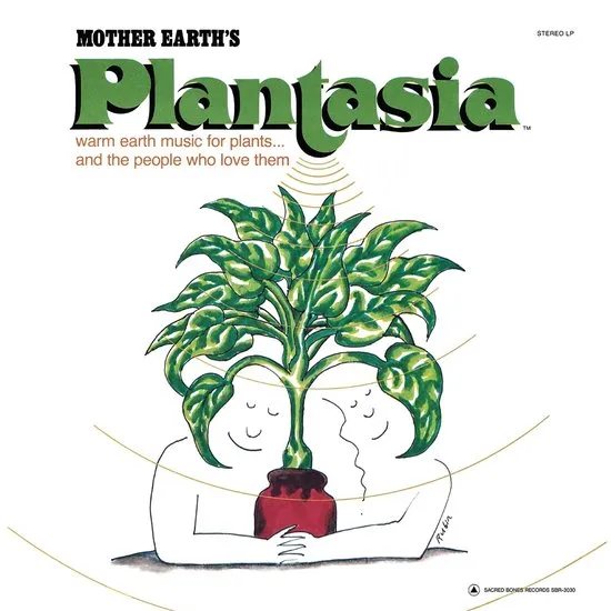 Plant, Potplant, Planter, Kruiden, Blad, Plant, Potplant, Planter, Kruiden, Blad