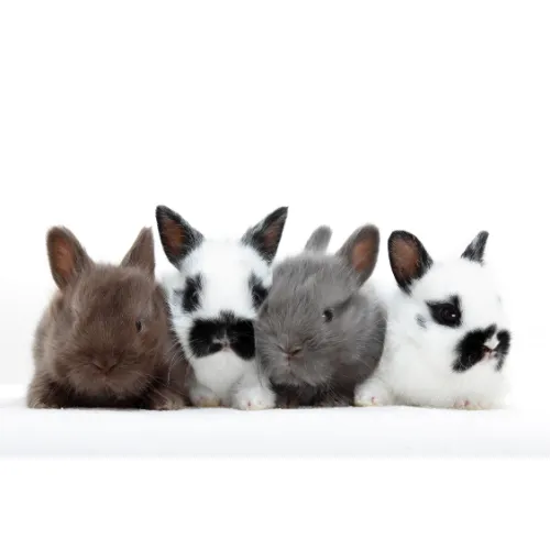 Dier, Zoogdier, Konijn, Hond, Rat
