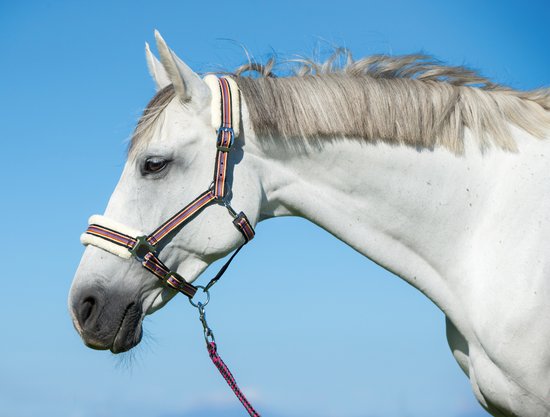 Kerbl Halster Rainbow, wit, mt 1