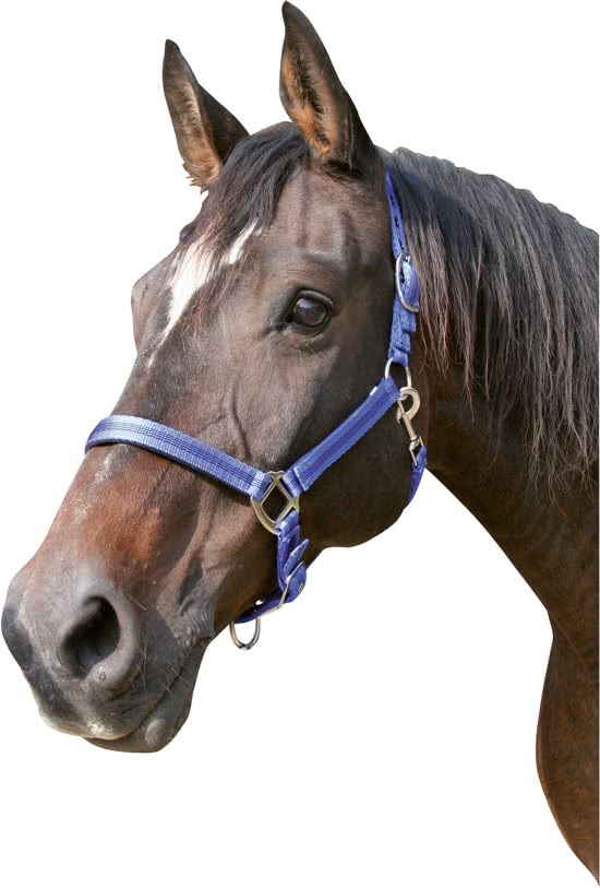 Kerbl Halster Mustang, blauw/zwart, gr 3