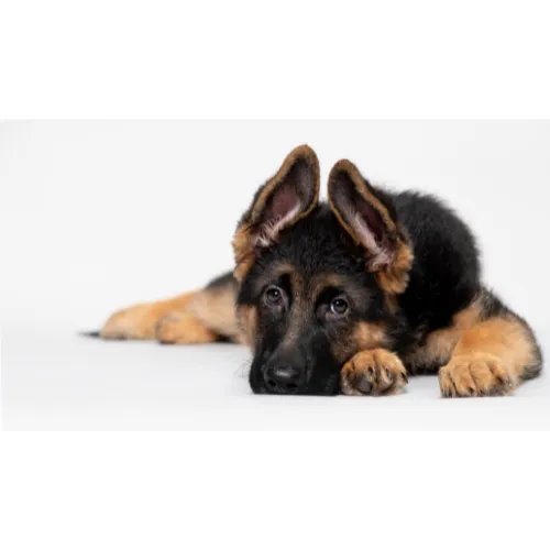 Hond, Duitse herder, Zoogdier, Huisdier