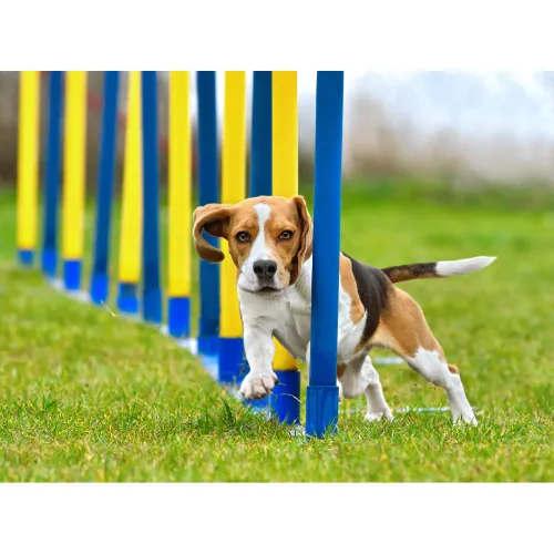 Hond, Gras, Beagle