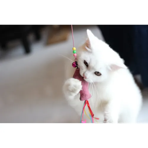 Accessoires, Riem, Kat, Angora, Kitten