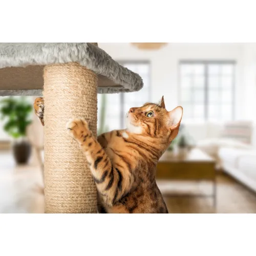 Binnenshuis, Interieurontwerp, Kat, Huisdier, Kitten