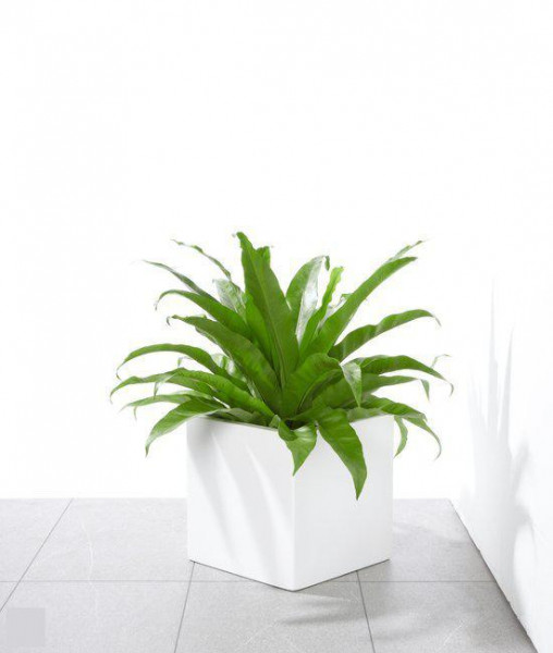 KOOPJESHOEK - Plantenbak van lichtgewicht polyester, 30x30x30cm, vierkant, weersbestendig, wit