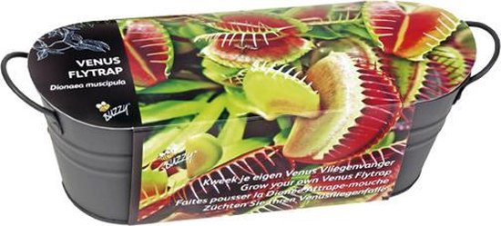 Buzzy Teiltje Antraciet Venus Fly Trap