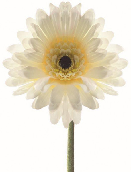 Leonardo Accessoires Gerbera - Wit
